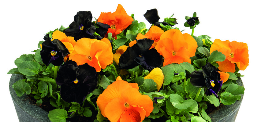 Viola wittrockiana F₁ Inspire® Plus Jack-o-Lantern Mix | Benary